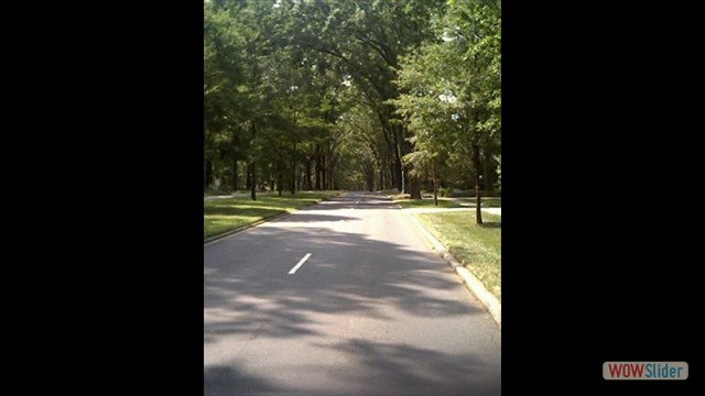 18.tree-lined-streets-myers-park-charlotte-nc