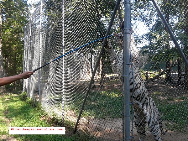 Tiger World in Rockwell NC Travel Review Part III