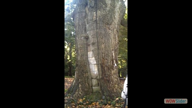 20.myers-park-treasure-tree-charlotte-nc