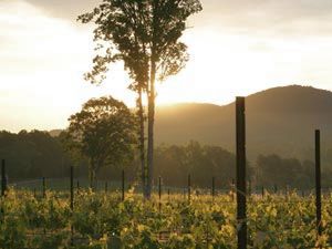 QCT Wine Tasting and Tour™!