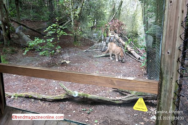 North Carolina Zoo Asheboro 2025 Review Pic!