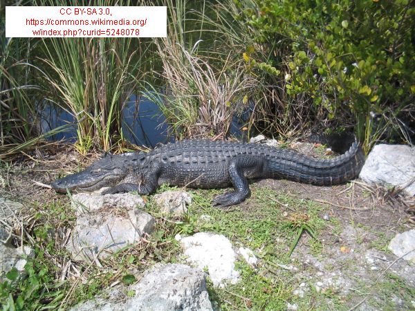 52 Florida Adventures Regional Travel News