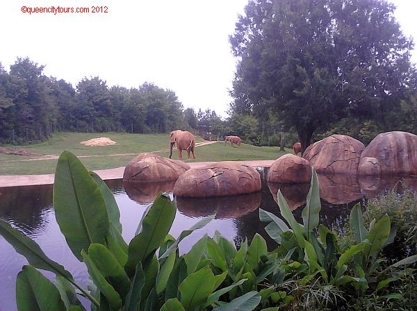 North Carolina Zoo Part II Review