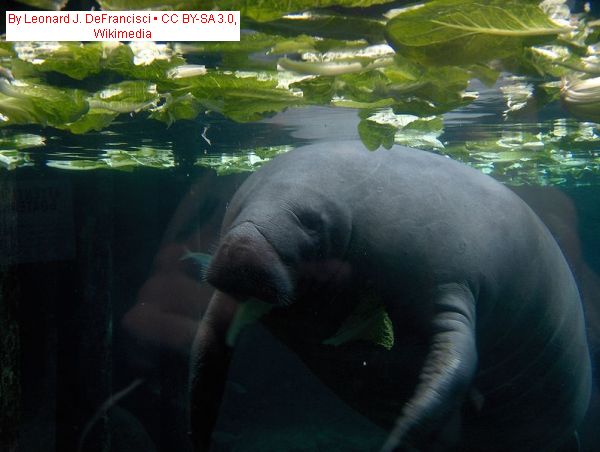 See Florida Manatees Regional Travel News