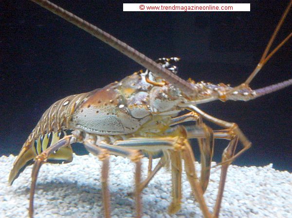 Click for YouTube Video! Sea Life Aquarium,Concord, NC, Review Pic