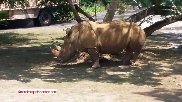 Click to Enlarge Disney Orlando Animal Kingdom Trip Pic! Disney Orlando Animal Kingdom Trip Pic