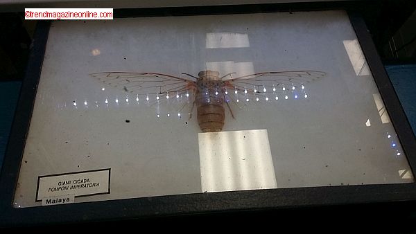 Click to Enlarge Disney Orlando Animal Kingdom Trip Pic! Disney Orlando Animal Kingdom Trip Pic