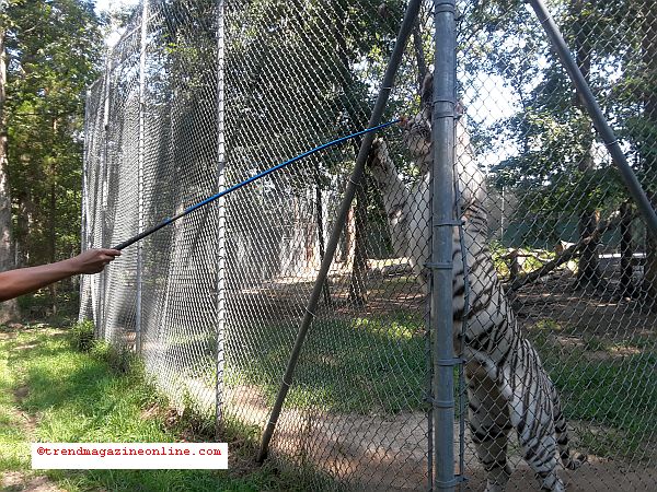 Tiger World Rockwell NC Travel Review Part II