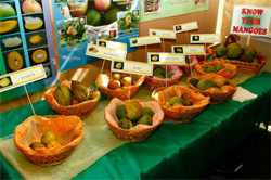 Click for Trinidad and Tobago Mango Festival News! Click for Trinidad and Tobago Mango Festival News!