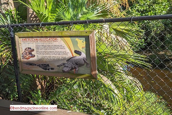 Click for Sawgrass Everglades Air Boat Rides Info! Sawgrass Everglades Air Boat Rides Pic