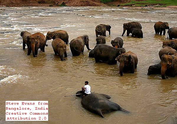 Human Elephant Conflict in Sri Lanka Asia International Travel News