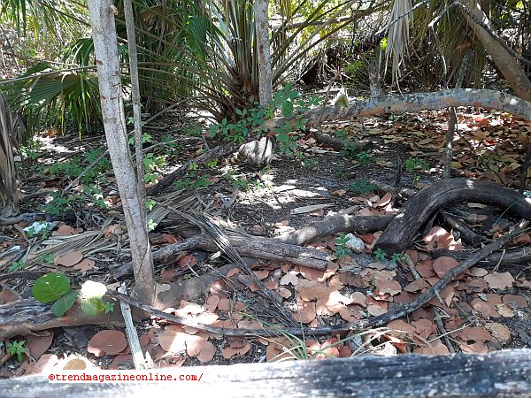 Click for Cape Florida Lighthouse Key Biscayne Miami Florida Review Part II Vid! Cape Florida Lighthouse Key Biscayne Miami Florida Review Part II Pic!